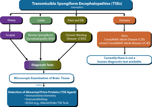 Diagram showing how Abbott/Enfer TSE test works.